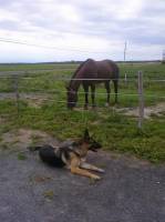 J'ai mon partenaire &eacute;questre multi-disciplinaire Jokers  Pines et ma chienne Berger Allemand Nounou
