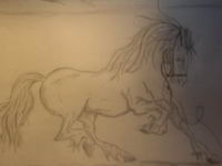 Voici mon croquis d'un cheval