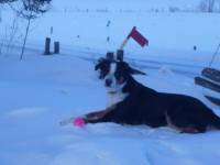 MOi jai un bouvier bernois m&eacute;langer ake un labrador et je ladore vraiment fine colleuse (parfaiiiiite)