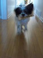 Moi j'ai une petite chienne Shih-Tzu de 9 mois environ elle est tr&egrave;s active...!