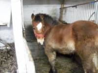Mon gros poulain de 4 mois 
Papa canadien crois&eacute; percheron et maman belge
Faut que je fasse d'autre foto car &ccedil;a ne fais m&ecirc;me pas 1 semaine que...