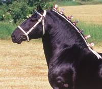 La qualit&eacute;e du cheval le bridage et se qui peut rapporter.
Car j'ai travailler pour un &eacute;leveur et daprest moi tu lui aurrais offert 200 ou 300 000...