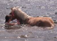 Avec la mienne c'est sans selle ni bride ! Et on se promene dans l'eau Sunny adore, elle piaffe et tout ! bien que au d&eacute;but elle semblait pas...