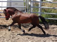 Voici mon &eacute;talon

BPM farms Clay Walker
Cheval miniature
29,5"
Attelage, saut, sera pr&eacute;sent&eacute; en conformation, en saut et en agilit&eacute;.
Enregistr&eacute;...