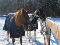 Samara (qh): 15.1mains
Copper (qh): 16mains
Tommy (paint arabe): 15.3mains