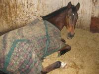Strikin' Rocket
Tb X Hannovrien
9 ans
Hongre
Sauts