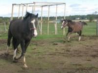 Texas Hope Again
Shire X Hanovrien X TB
3 ans
Guilding
Pas encore dresser . Travail au sol
( prospect de saut ) .

Sur la photo , le dark bay...
