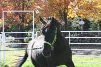 nom:Pitou
paint X canadien X percheron
5ans
un petit garçon
je fais de la randonner avec mais je l'entrainer aussi pour le saut et de...