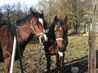 Moi ce n'&eacute;tait pas dur du tout il faut que tu essaye le cheval dabord pour voir s'y il te correspond. Biensur, il faut que le cheval t'ecoute au...