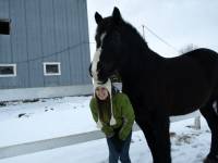 Moi, J'adore les chevaux de traits mais ma race pr&eacute;f&eacute;r&eacute; ce sont les percherons. J'ai &eacute;t&eacute; en voir plusieurs. Je les trouvais tous vraiment beaux et...