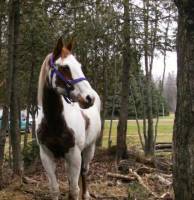 Pour ma jument sa la &eacute;t&eacute; un gros coup de coeur   . C'&eacute;tait une jument &eacute;cole et quand je suis venu prendre mon cour le samedi le cheval que je devait...