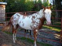 Salue , Moi , la robe m'importe peux , c'est le cheval qui es en dessous qui m'int&eacute;resse ! Mais j'avoue que je trouve vraiment beau les Appoolosas...