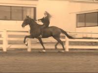 Oui c'est domage ce qui arrive &agrave; bien des Standardbred apr&egrave;s les courses. Moi j'en monte un en show, dans les classes de Standardbred, c'est juste...