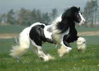Irish cob