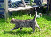 Et mon Gros Chat! ;)