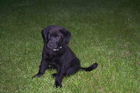 J'ai mon cheval.  
Et j'ai un chien Labrador noir qui s'appelle Banjo.
Une photo de lui quand il &eacute;tait b&eacute;b&eacute;.