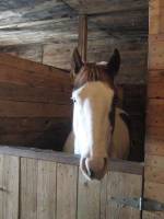 Nom officielt: CK Kings Tivio Mint
Nom d'&eacute;curie: Lolita
&Acirc;ge: va avoir 5 ans le 19 mai
Sexe: Jument
Enreistr&eacute;e: American Paint Horse Association &...