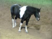 moi j'utilise les &eacute;lastique comme sur la photo car je peut lacher le cheval dehors avec ses serrer pour positionner la tete du cheval a la hauteur...