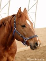 Moi j`ai 4 licou pour mon cheval.J`en est un bleu avec des chevaux dessus, il est en nylon. J`en est un autre bleu en nylon.Un autre noir en nylon,...