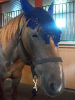 Mon cheval avec son licou en nylon noir
