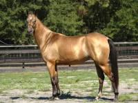 je dirai que jaime beaucoup les robe rare peu importe la couleur !

suretout les red rouan gris pomeler et les paint horse avec des marking...