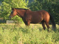 Bonjour, jaurais une question, j'ai trouv&eacute; un superbe &eacute;talon de 16,2 mains, pour ma jument quarter horse 14,3 mains 7 ans, jai entendu dire que sa...