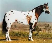 Les deux sont autant polyvalant mais je prefere tout demaime l'appaloosa !