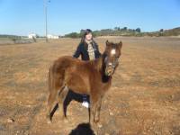 Mon 1er poney    
Baby
M&acirc;le de 10 mois
Alezan (Avec les crins un peu blond et noir a l'interieur  )
Environ 1m25...
Il adore qu'on lui...