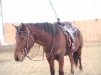 Mon Premier Cheval
&Acirc;ge: va avoir 5 ans en printemp.je ne sais pas le mois et la date.
Sexe:Male.guelding.
Enreistr&eacute;e: pas...