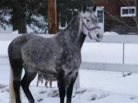 Nom: Magic Magghie 
Surnoms: Maggwiche, Magghie, Magghichou ,b&eacute;b&eacute; magghie..
&Acirc;ge:  6 ans
Sexe: Jument
Race: Arabe X Quarter horse 
Hauteur au...