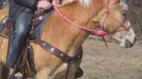 Bon je remonte un peu le sujet, je doute que ma selle western soit trop &eacute;troite, mais malgr&eacute; ces explications je n'en suis pas certaine et j'aimerais...