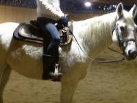 Voici mito un quarter horse ! il a 19 ans ! mito je l'utillise pour mes cours mais je le consid&egrave;re comme le miens jai r&eacute;ussi a &eacute;tablir un d&eacute;but de...