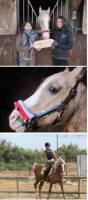 bonjour !   

moi je connais un cheval qui lui a 37 ans !
ces un entier barbe arabe palomino    
il est toujours monter , mais &eacute;videmment ne...