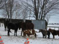Bonjour, 
         moi pour les chevaux qui sont &agrave; l'ext&eacute;rieur j'ai trois parc qui sont r&eacute;partie tout mes chevaux(jument, poulain, miniature). J'ai...