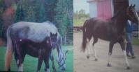 Salut,

Il est le père de ma pouliche aussi. La mienne est Paint X Warmblood(TB X Trackhener). Comme a mentionné belleza, il donne des bébés avec...