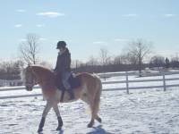 En premier :

Anna-belle. Elle a 3 ans et elle est pr&eacute;sentement en d&eacute;bourrage. J'aimerais qu'elle fasse du saut et dressage. 14.2 mains et c'est un...