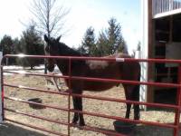 Nom: Thunder
Nom d`orgine,premier nom Chestnut,deuxieme Nom Ranger et dernier nom Thunder.
&Acirc;ge: 8ans
Sexe:Guelding
Race: Quarter horse 
Hauteur...
