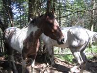 Ma pouliche. 
Bient&ocirc;t 4 ans. QH x Appaloosa x Paint.
Pie tobiano rouan flocons de neige.