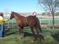 Juste arrive,2 ans, fils propre de Dash to Fame par une jument de Derby fille de Lanes Leinster...
ira aux courses eet ensuite barils,