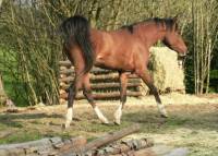 Shrek de Surre
Race : Pur-sang Arabe
Age : 3ans
P&egrave;re : Dark Diamond US
Gd P&egrave;re : Padrons Kadar