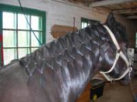 ma ponette... ce matin.