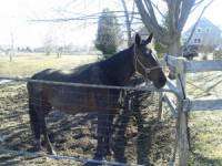 Oui mon cheval est une ancienne jument de sulky, je pratique maintenant la randonn&eacute;e avec elle et elle adore &ccedil;a