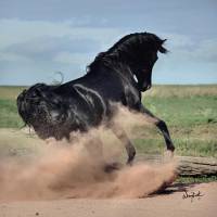 Je crois au premier principe de Parelli: 
 L�&eacute;quitation est naturelle: le cheval et l�homme sont fait pour aller ensemble le meilleur exemple...