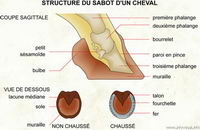 regarde j'ai t&eacute;l&eacute;charger la structure du sabot pour mieux expliquer ce qu'est le bulbe.