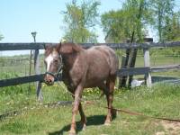 Je commence    

Nom du cheval: Tally
Age: 15 ans
Race: Appaloosa X Poney indien
Info: Tally est une Appaloosa X Poney Indien ( race qui est...