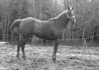 Nom de mon cheval ; Bronco, anciennement Ozzi haha x)
Age ; 7 ans
Race; Quarter horse  
Info;

Cheval pour cavalier exp&eacute;rimenter, parce qu'il a...