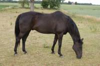 Max
19 ans
Hannovrien warmblood

Grand cheval de loisir, saute 1 m 60 en libert&eacute;, tr&egrave;s gentil et plein d'&eacute;nergie, gros d&eacute;faut un peut sur...