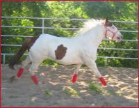 Nom du cheval: CK Kings Tivio Mint (Lolita)
Age: 5 ans
Race: Paint horse enregistr&eacute;e (avec papiers)

Lolita est une jeune jument &agrave; l'entrainement...