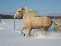 Ma demi-pension est un bege X quater horse. sa mere est mini (14.3mains et son pere geant) et voici ce que sa donne a 3ans :