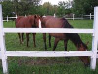 J'ai eu un probl&egrave;me de chevaux maigre aussi, est-ce qu' elle a de l'eau a volont&eacute;? Dans mon cas,la pompe avait l&acirc;ch&eacute; &agrave; l'&eacute;curie et le proprio &eacute;tait...